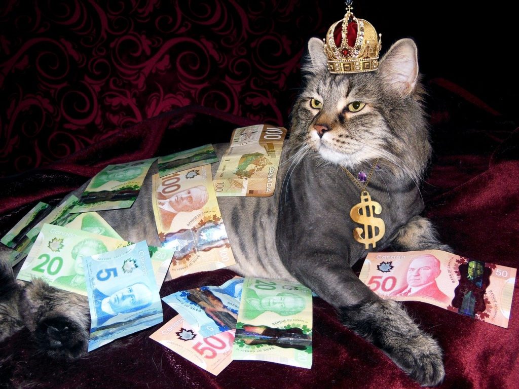 金と猫