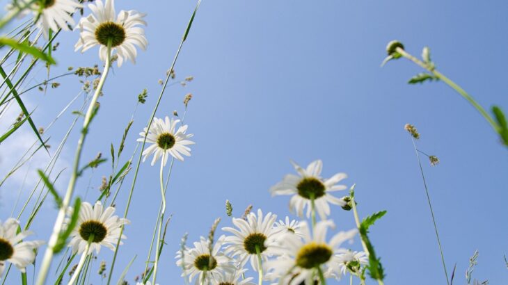 白い花と空